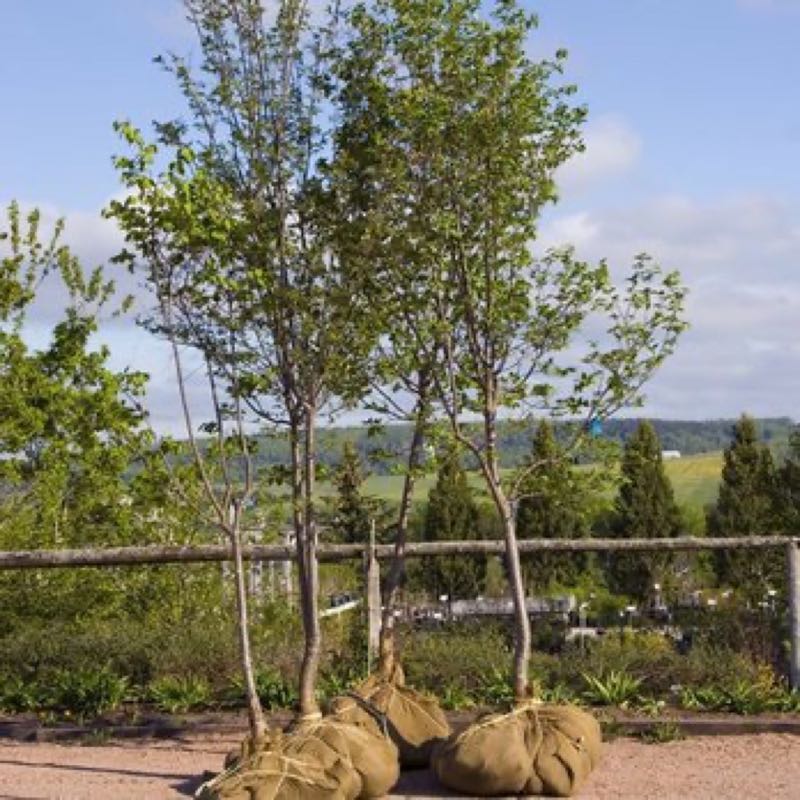 {SERVICE_NAME} project in Colleyville