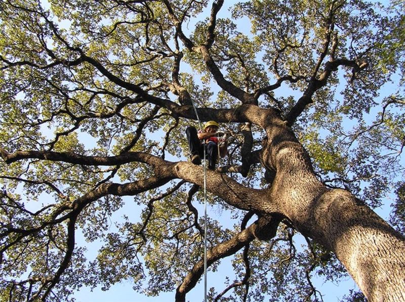 Tree Trimming in Colleyville