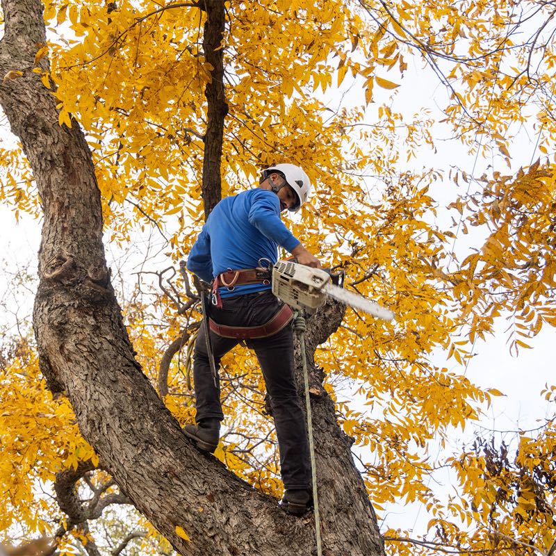Tree Removal in Colleyville