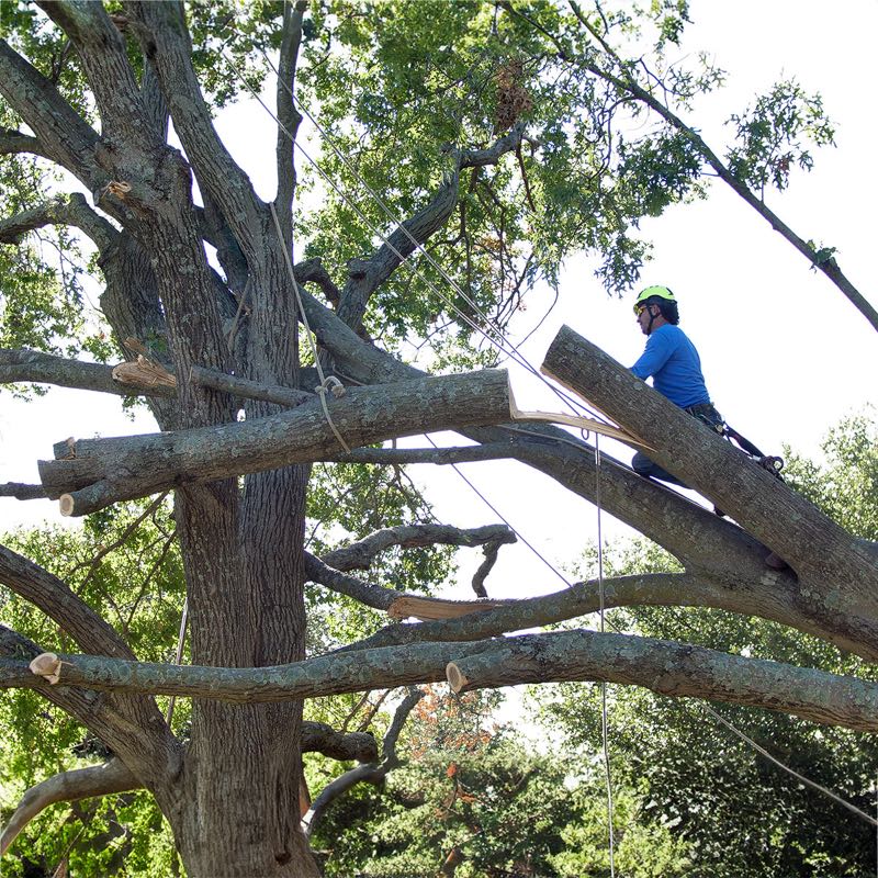 Large Oak Trimming in Colleyville
