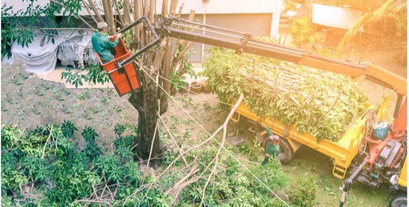 Canopy Trimming in Colleyville